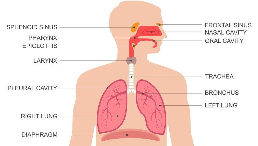 Sistem Pernapasan Manusia